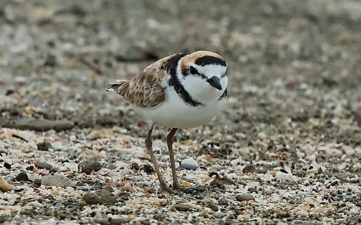 Malaysian Plover - ML613710662