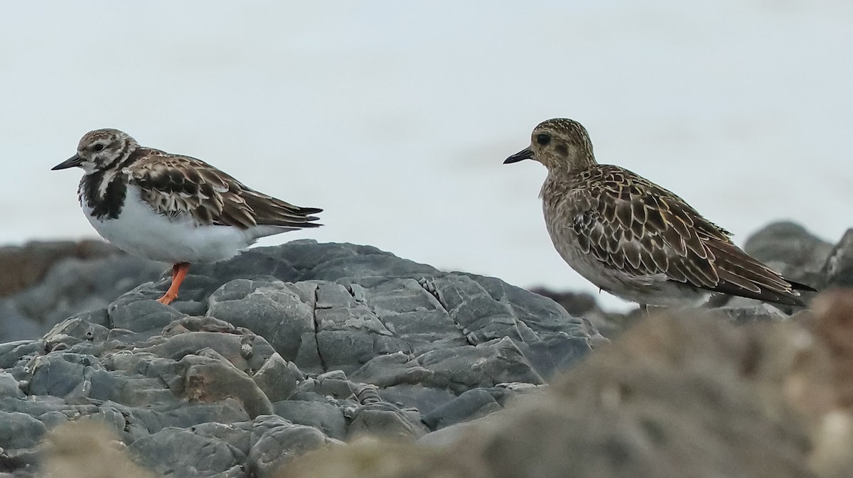 Ruddy Turnstone - Ang TH