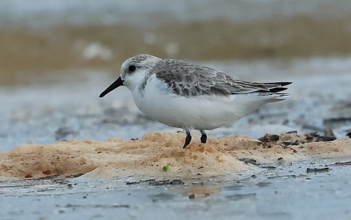 Bécasseau sanderling - ML613710684