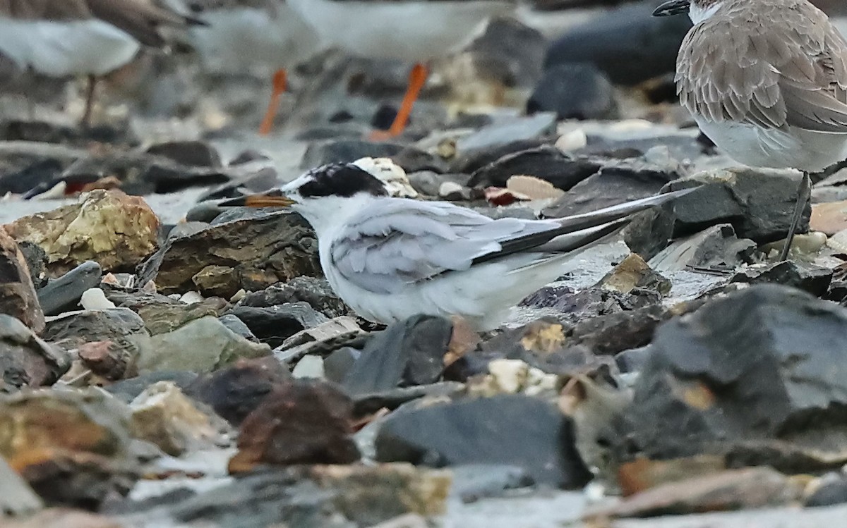 Little Tern - ML613710685