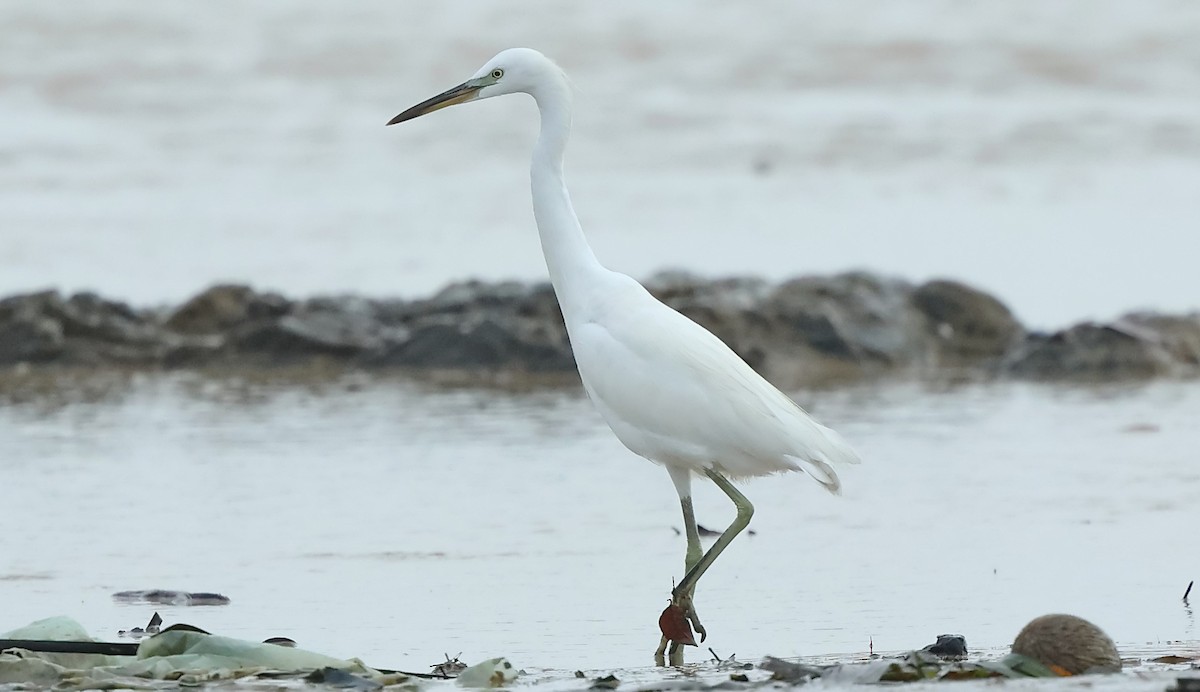 Chinese Egret - ML613710690