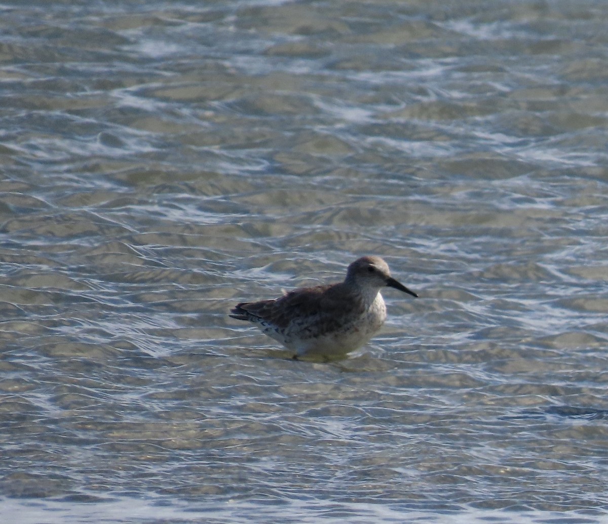 Red Knot - ML613710711