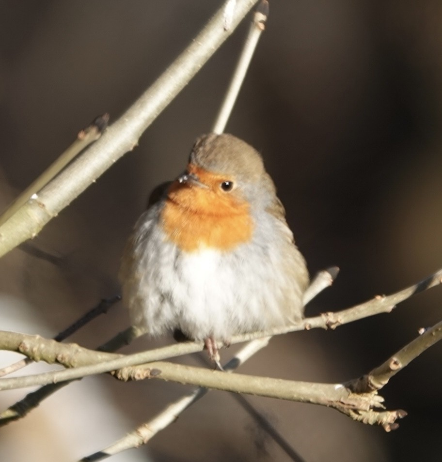 European Robin - ML613710752