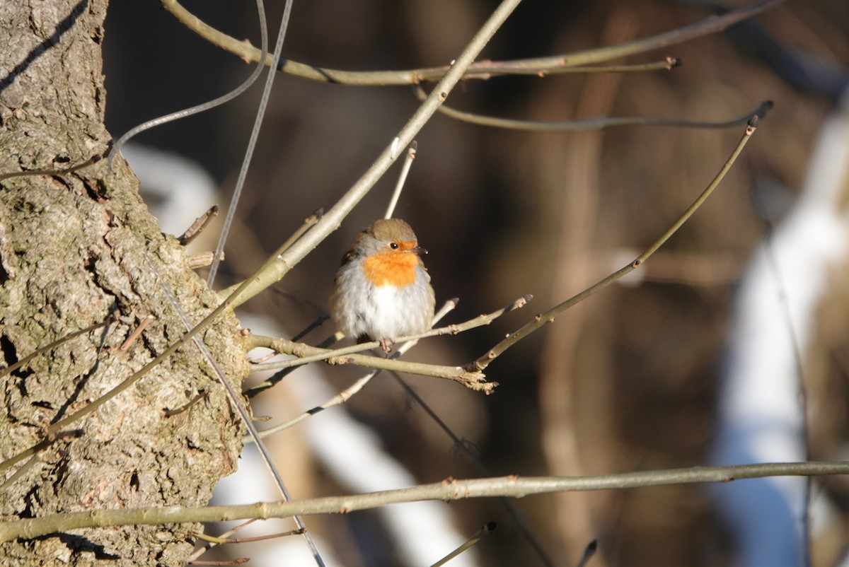 European Robin - ML613710753