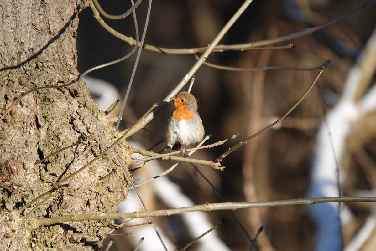 European Robin - ML613710754