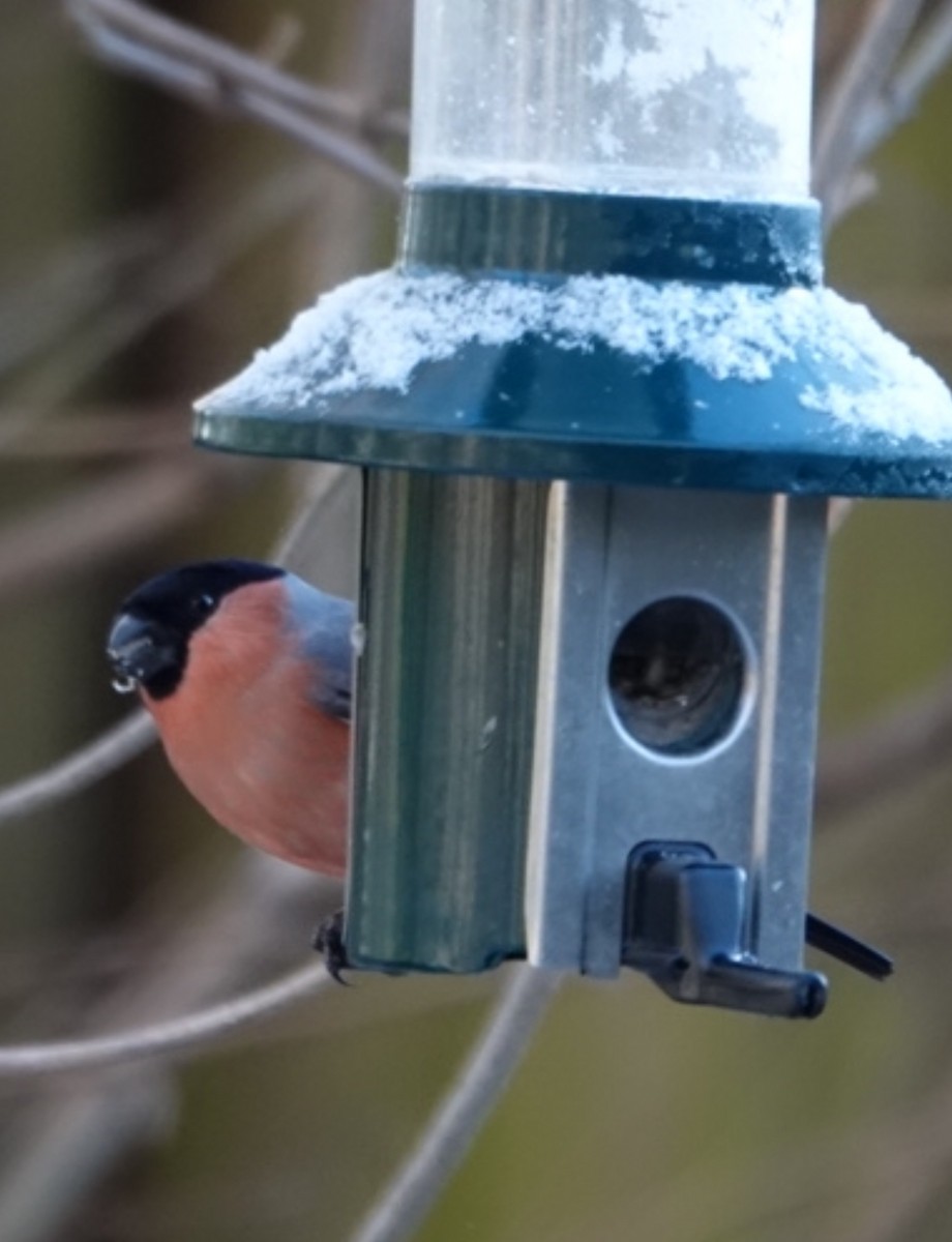 Eurasian Bullfinch (Eurasian) - ML613710791