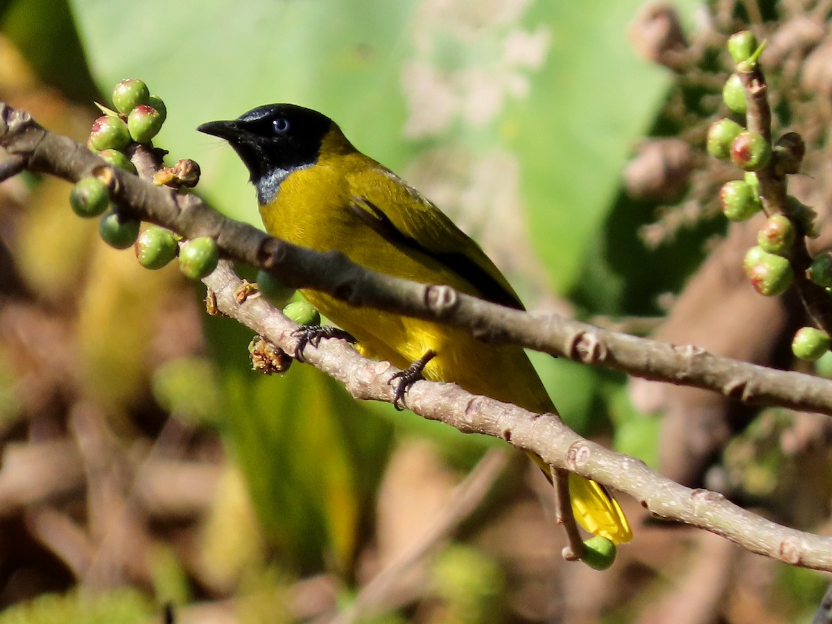 Black-headed Bulbul - ML613710825