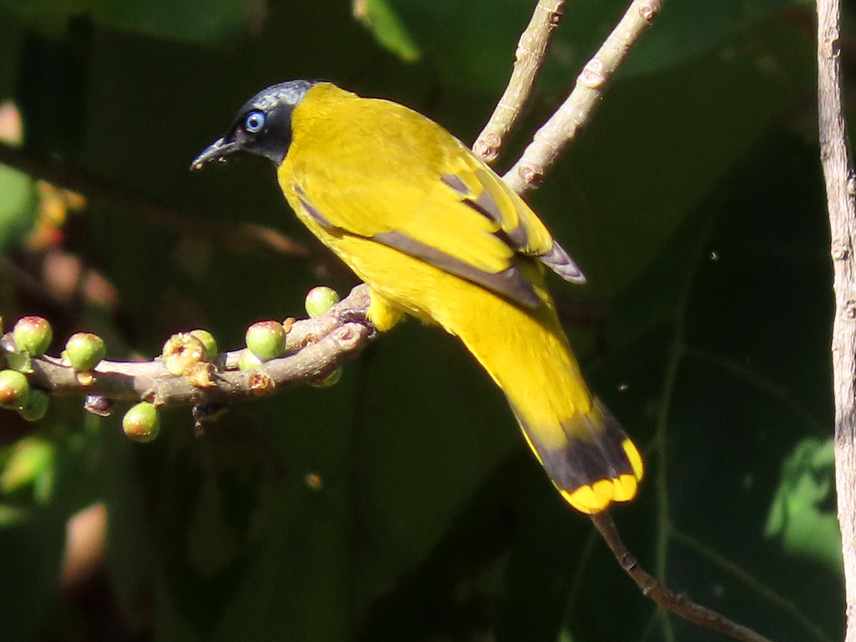 Black-headed Bulbul - ML613710827