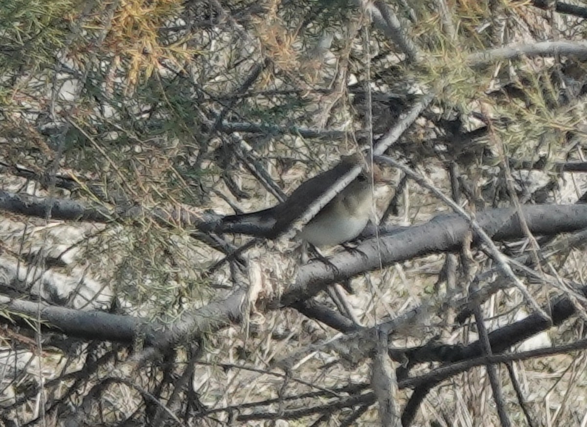 Taiga/Red-breasted Flycatcher - ML613710971