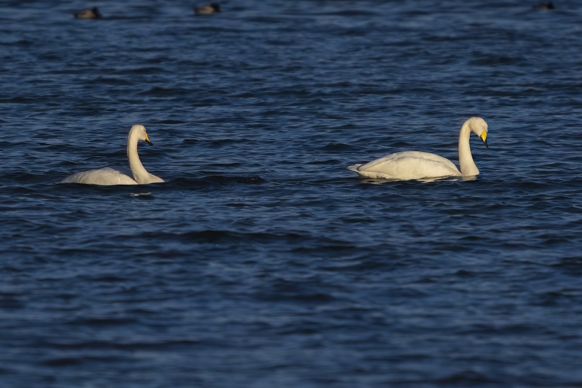 Whooper Swan - Xabier Vázquez Pumariño