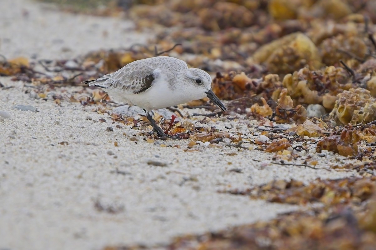 Sanderling - ML613711047