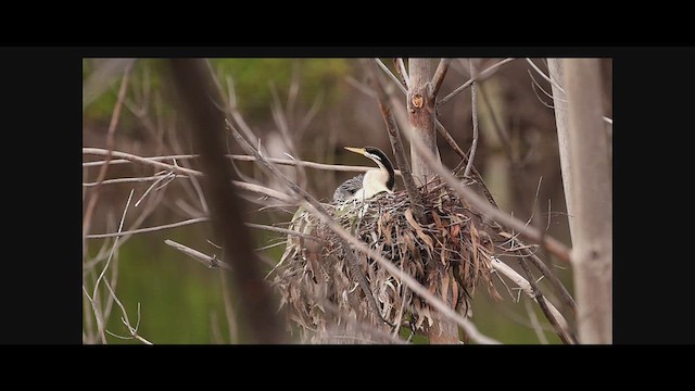 Austral-Schlangenhalsvogel - ML613711051