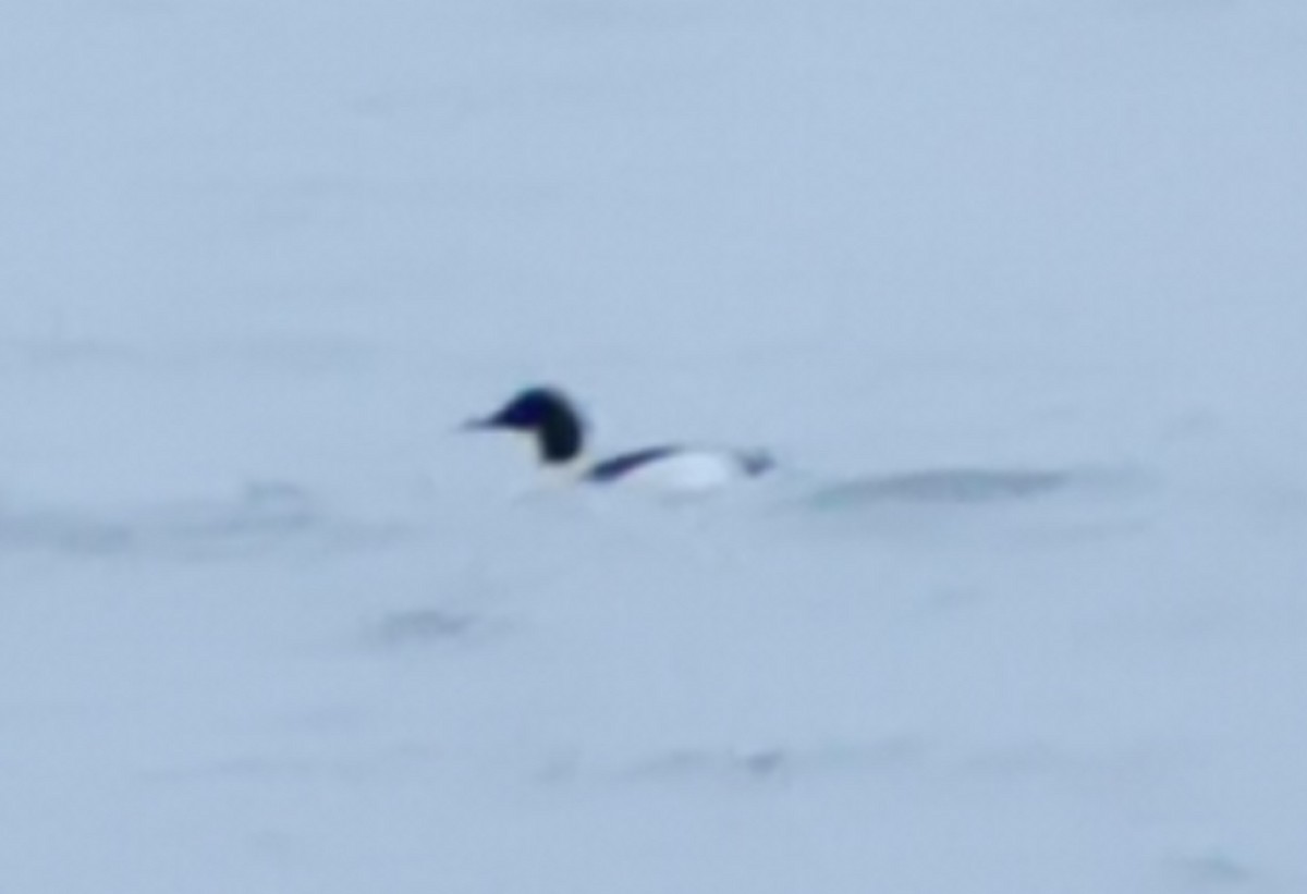 Common Merganser - ML613711088