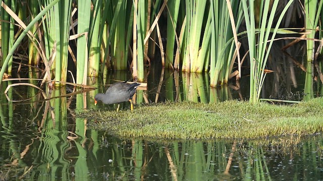 Dusky Moorhen - ML613711098