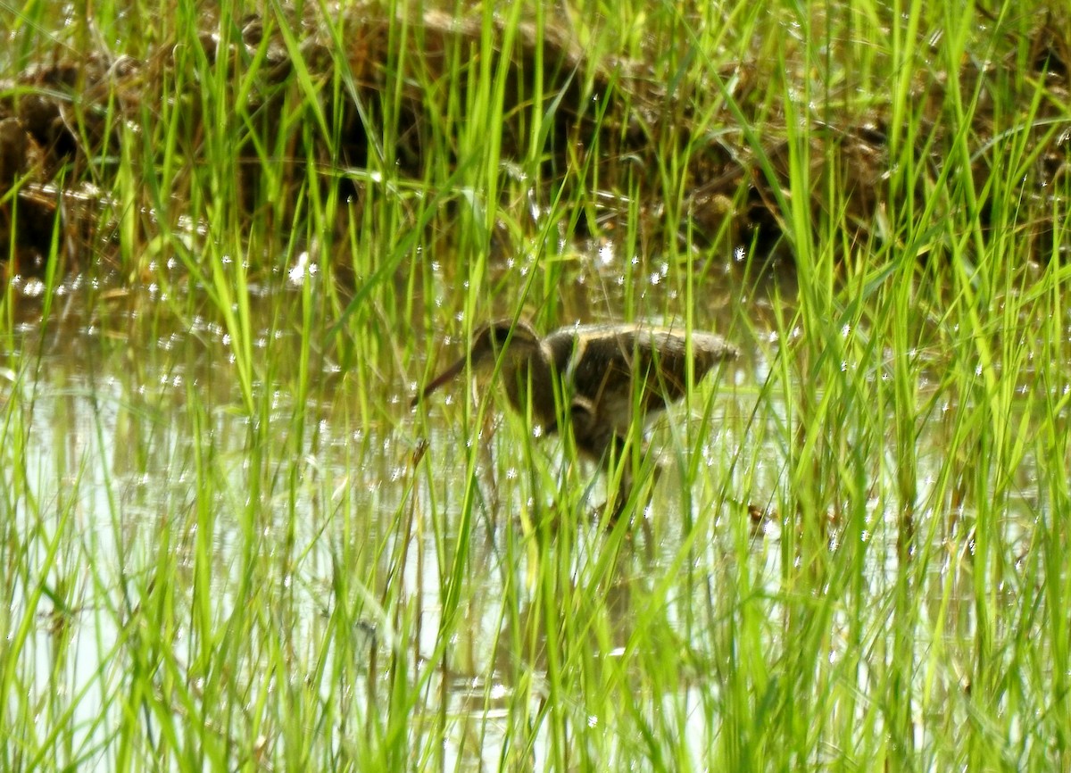 Greater Painted-Snipe - ML613711267