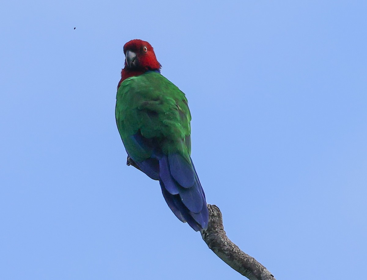 Папужець червоний - ML613711332