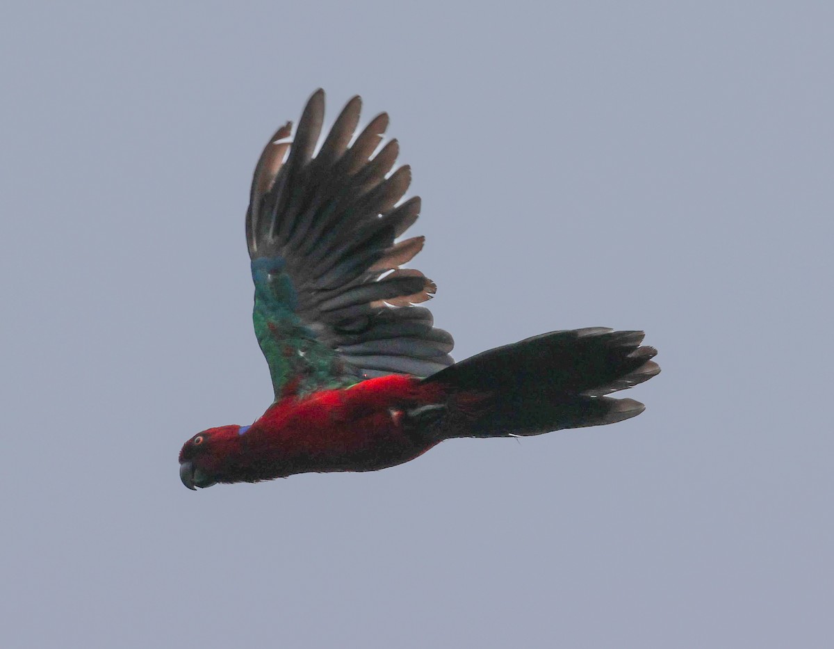 Папужець червоний - ML613711346