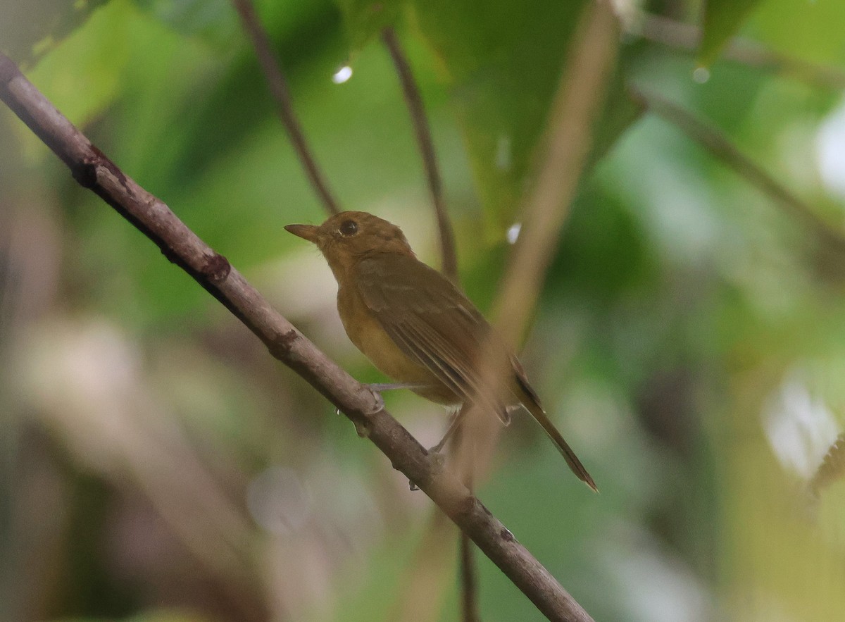 Fiji Whistler - Pam Rasmussen