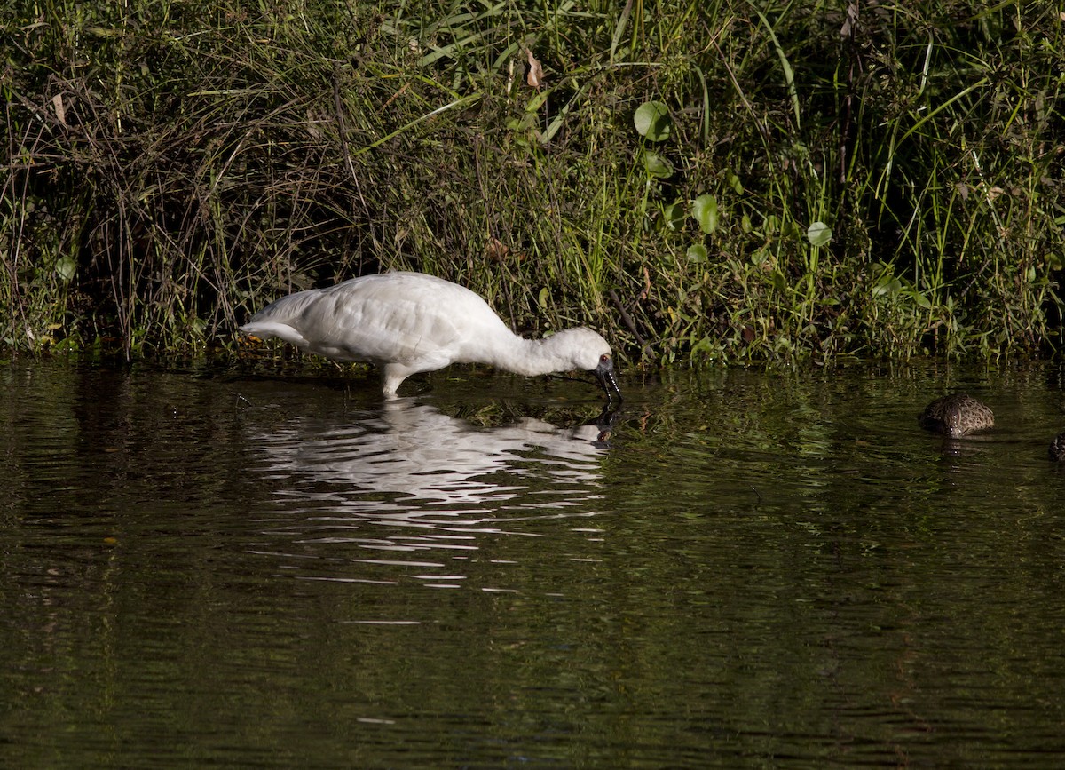 Royal Spoonbill - ML613711387