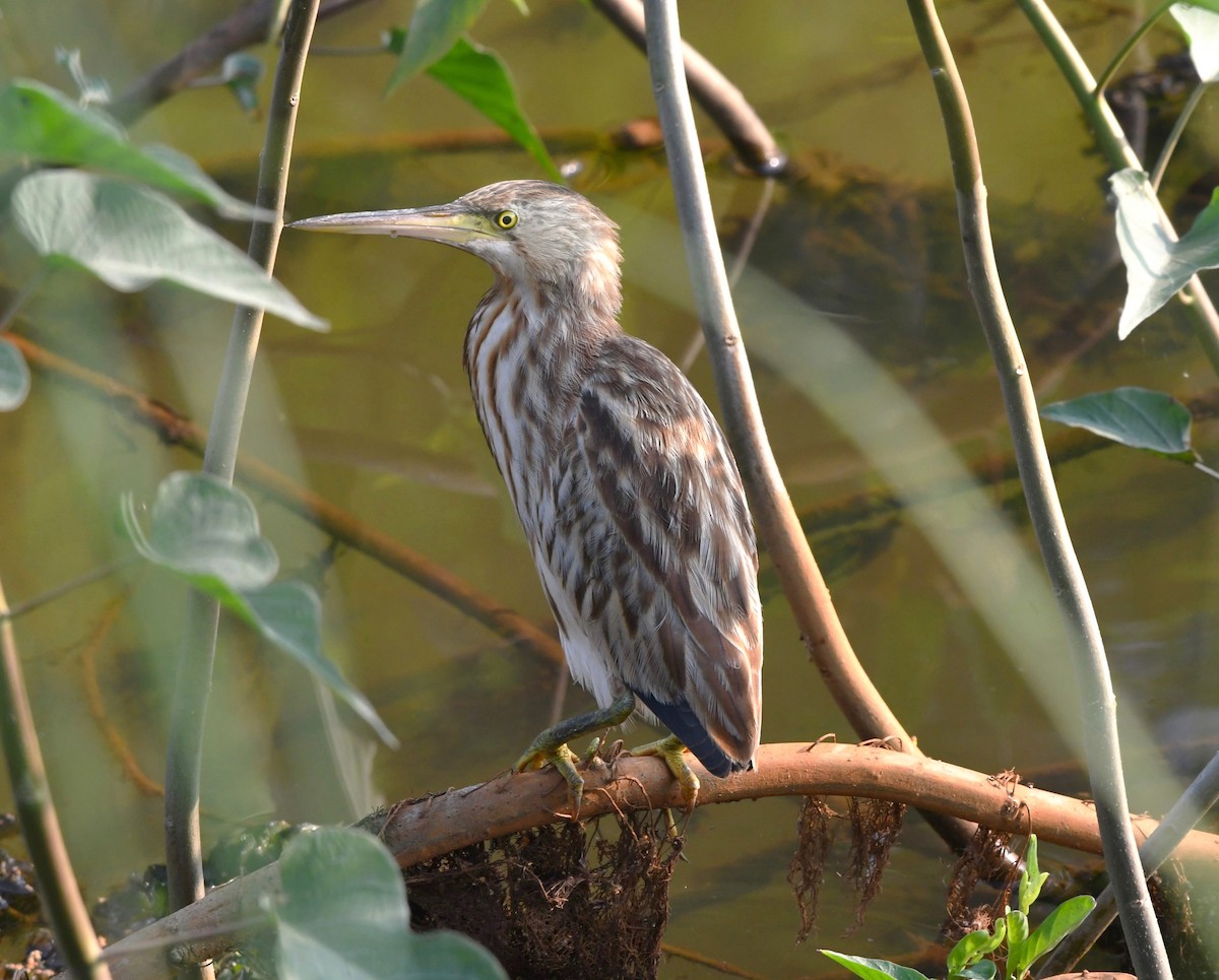 Yellow Bittern - ML613711454