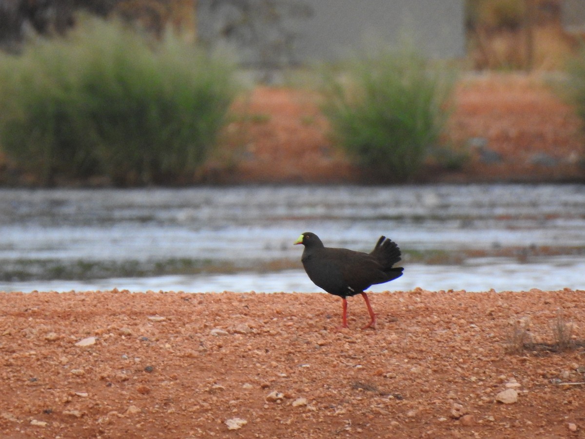 Black-tailed Nativehen - Kevin Nguyen