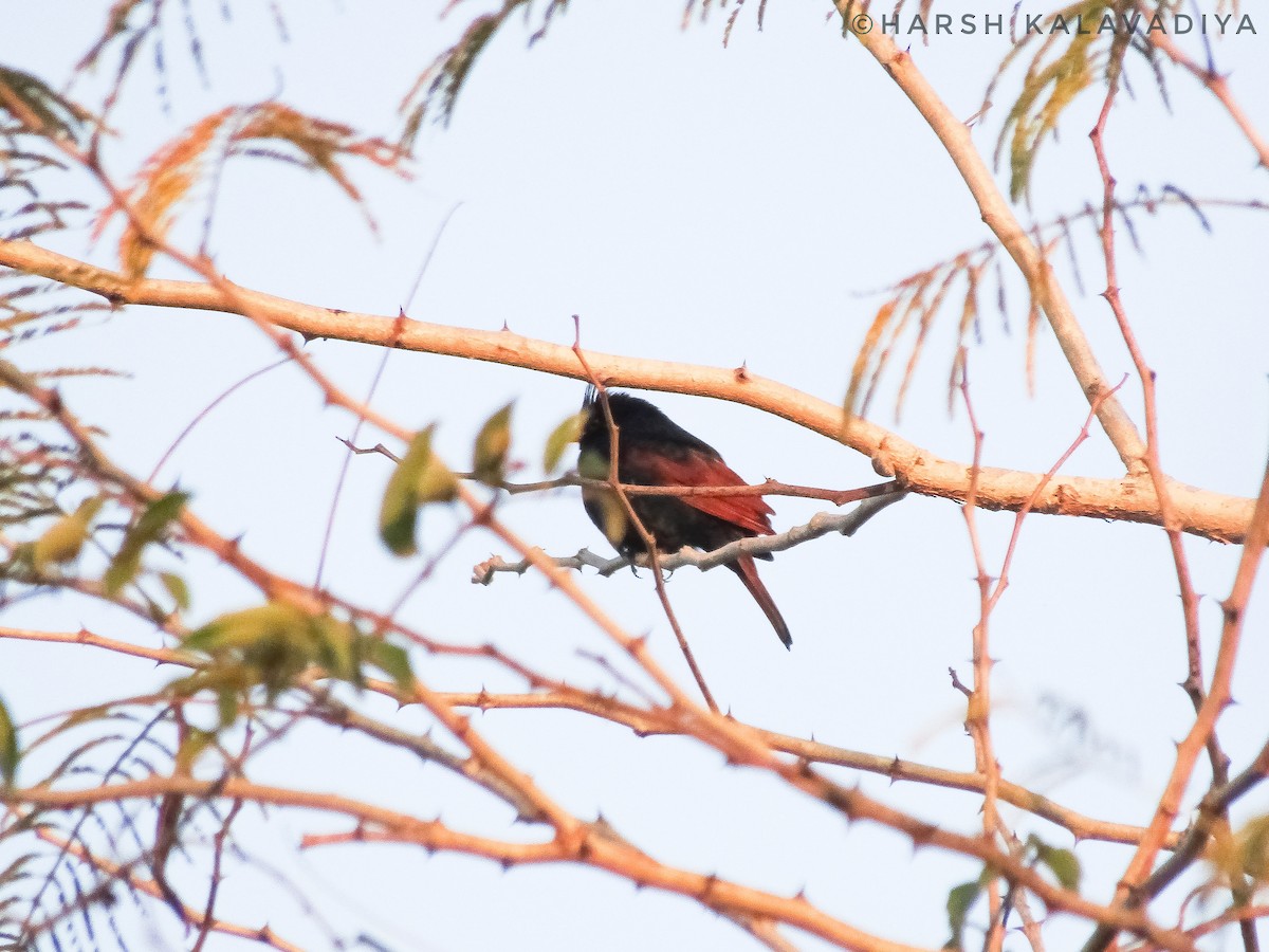 Crested Bunting - ML613711470