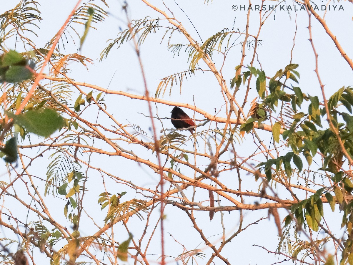 Crested Bunting - ML613711471