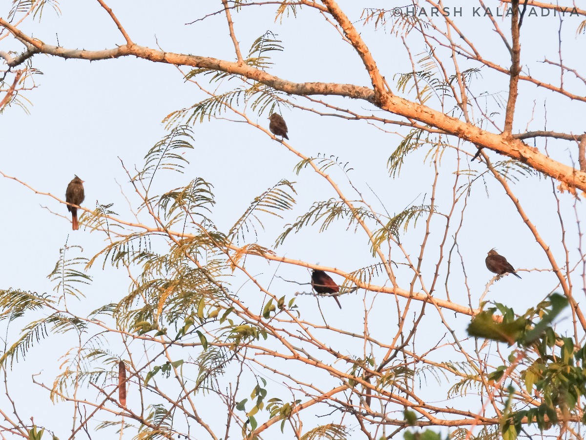 Crested Bunting - Harsh Kalavadiya