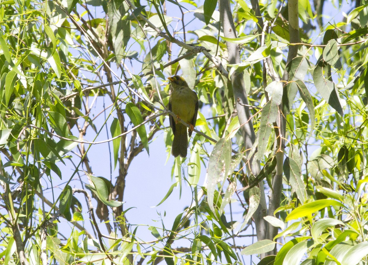 Bell Miner - ML613711498