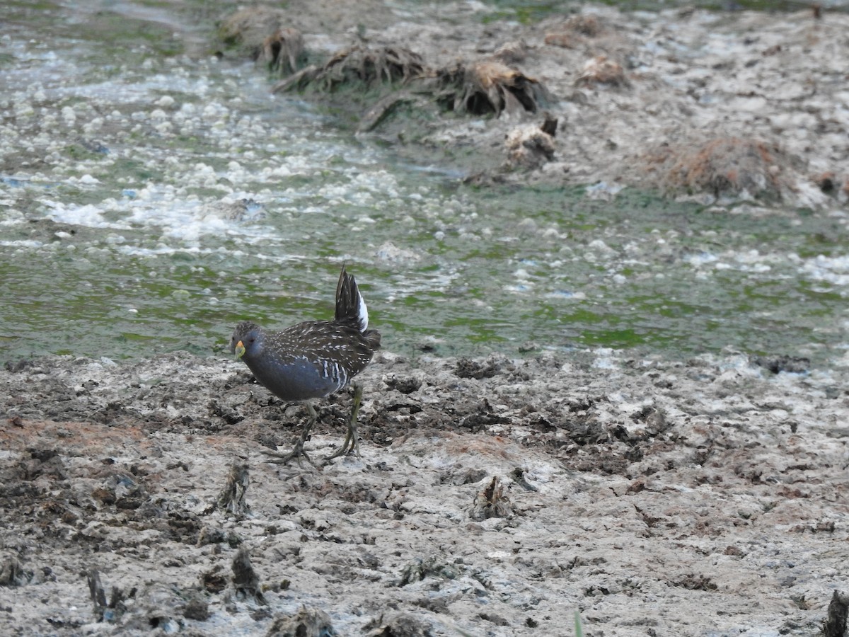 Australian Crake - ML613711510