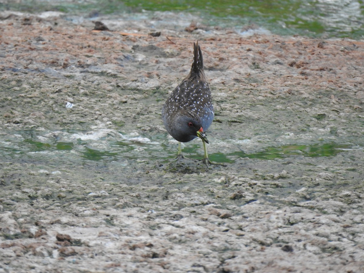 Australian Crake - ML613711511