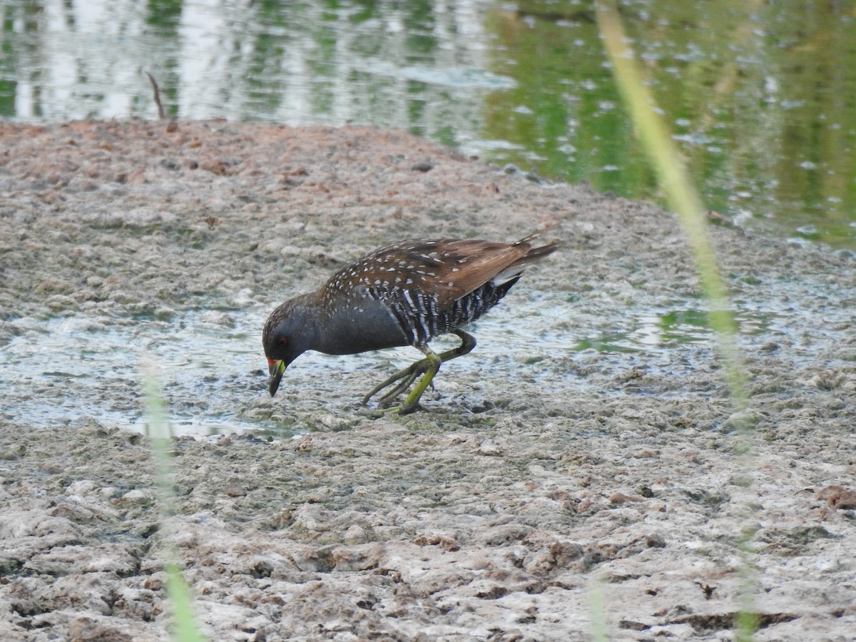 Australian Crake - Kevin Nguyen