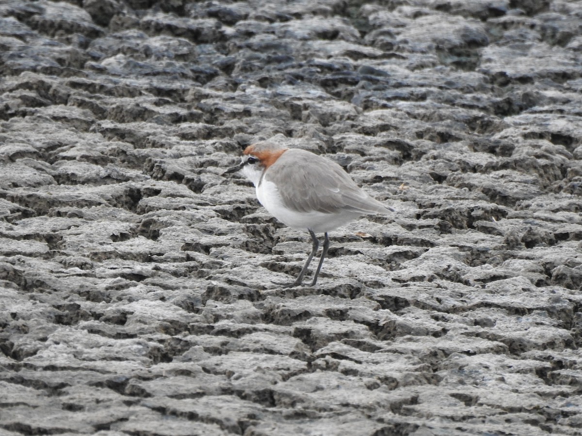Red-capped Plover - ML613711544