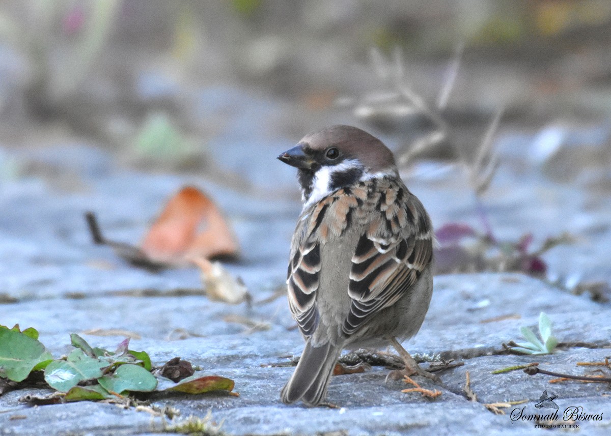 Eurasian Tree Sparrow - Somnath Biswas