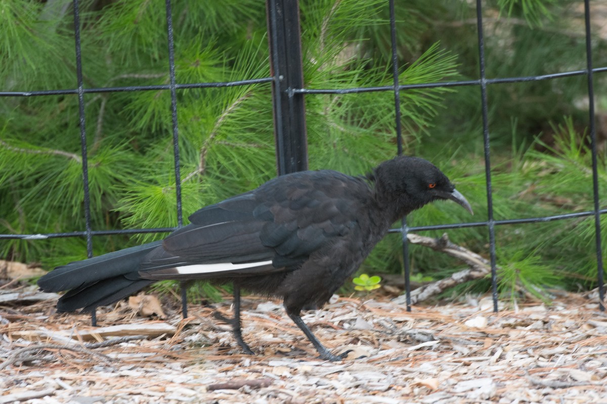 White-winged Chough - ML613711549