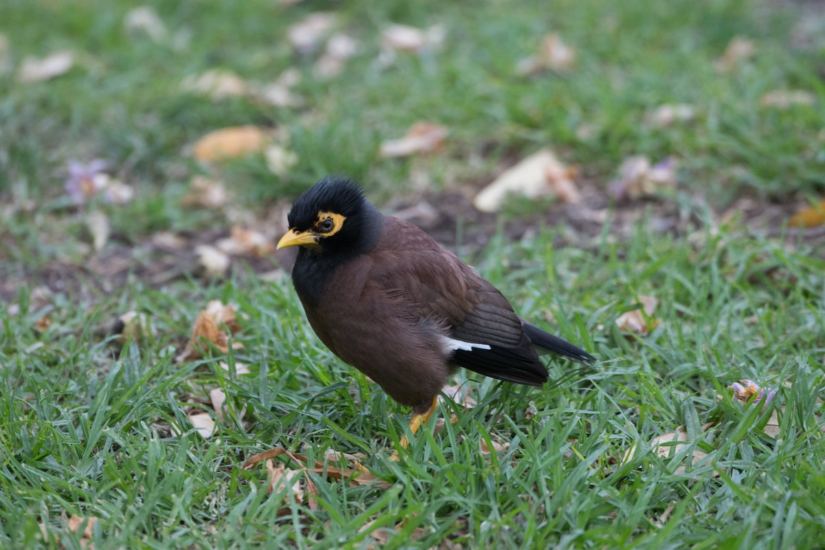 Common Myna - P. S. Lansley