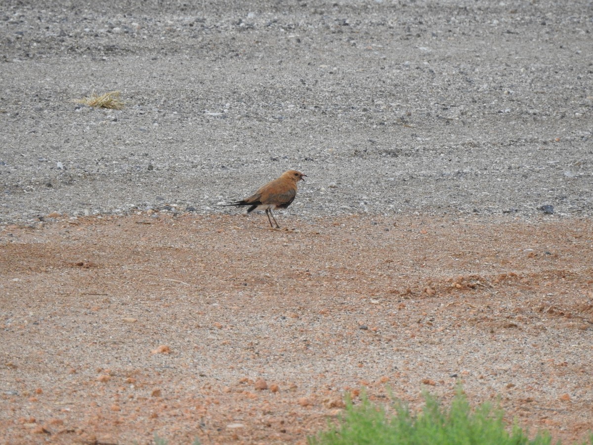 Australian Pratincole - ML613711554