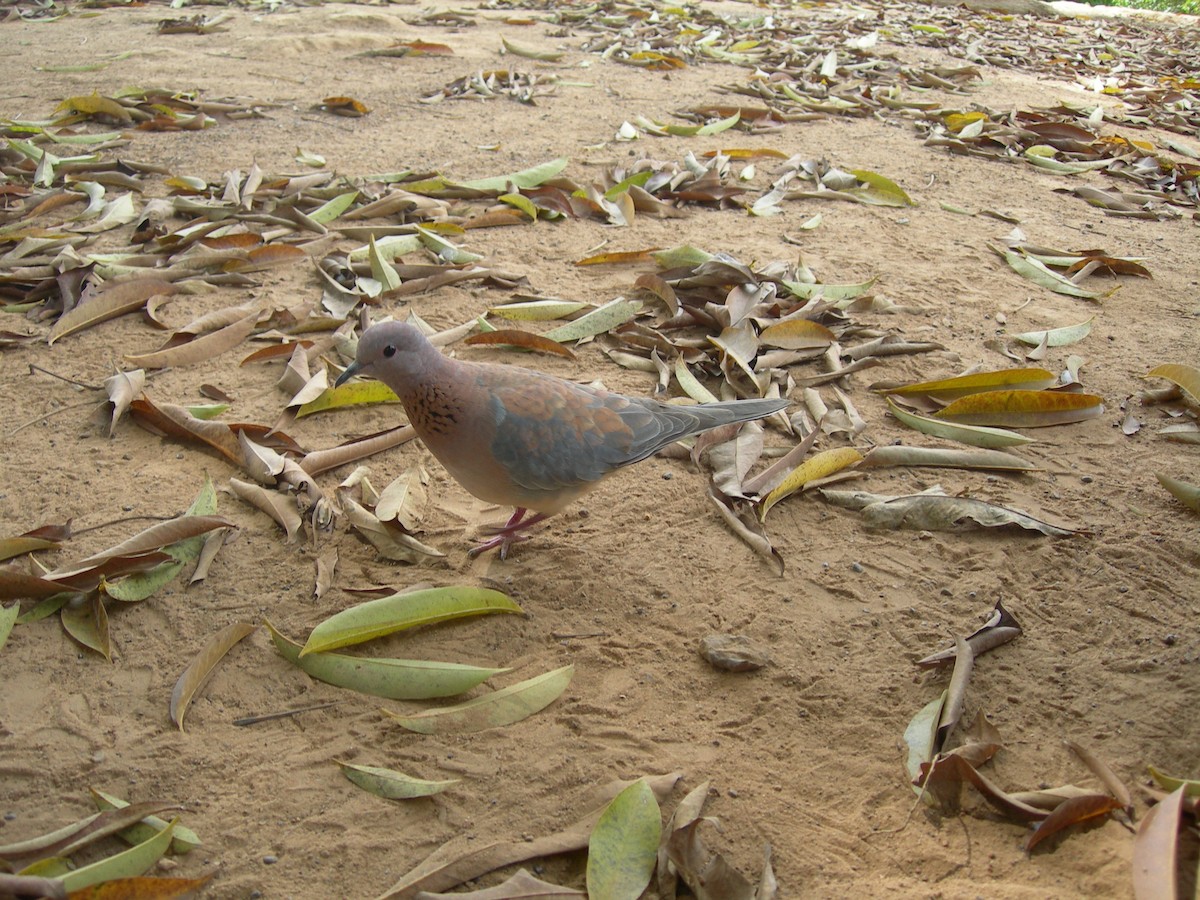 Laughing Dove - ML613711583