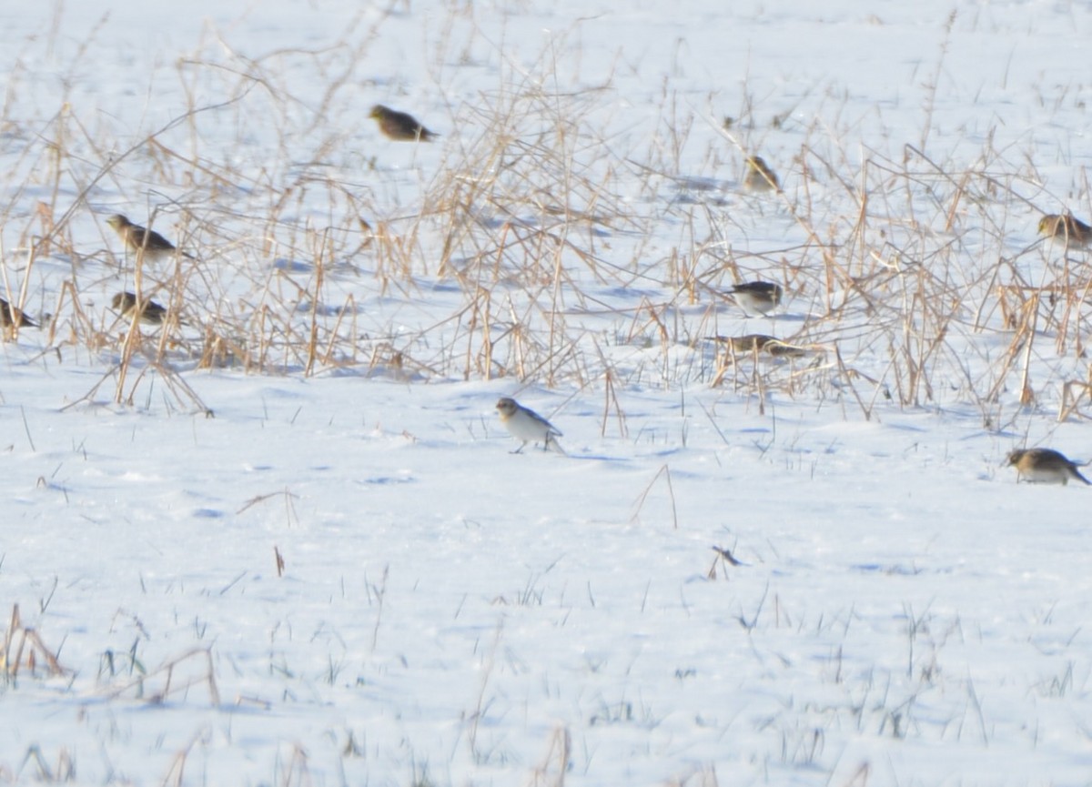 Snow Bunting - Richard Garrigus