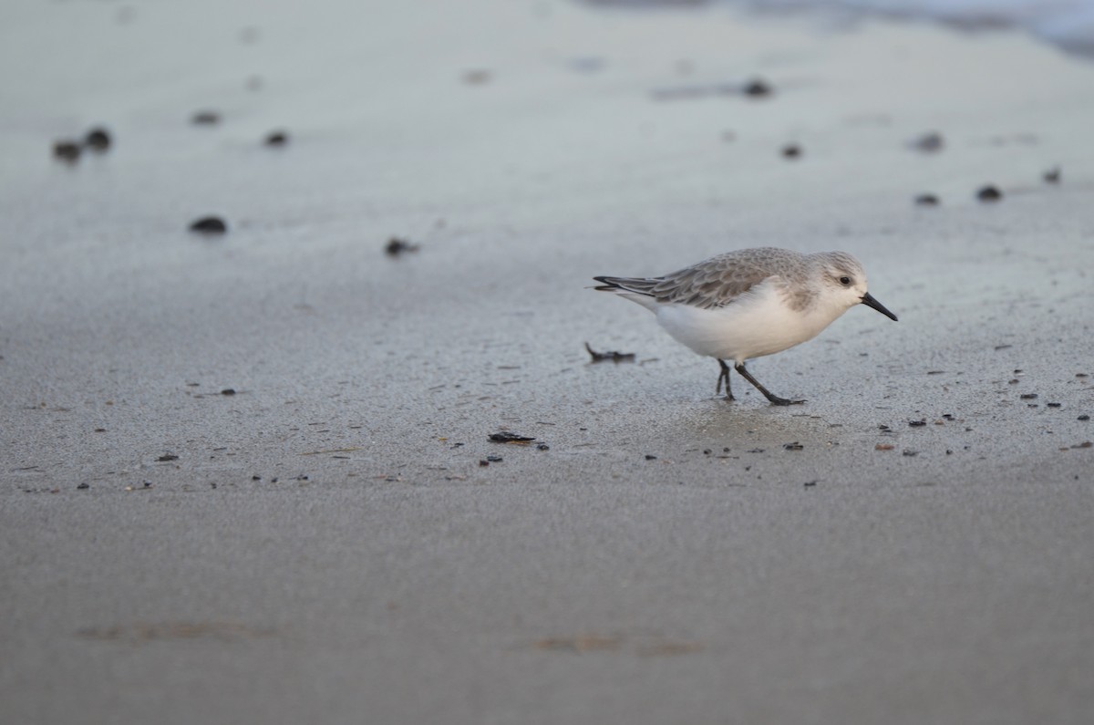 Bécasseau sanderling - ML613711633