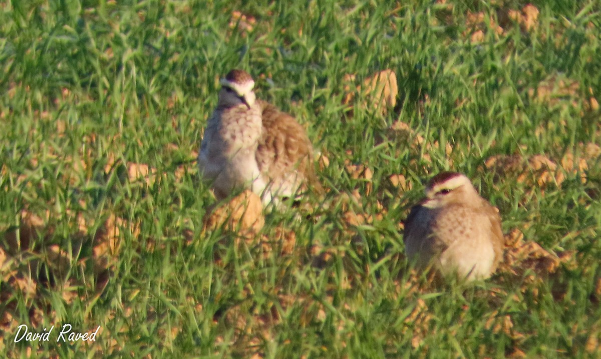 Sociable Lapwing - David Raved