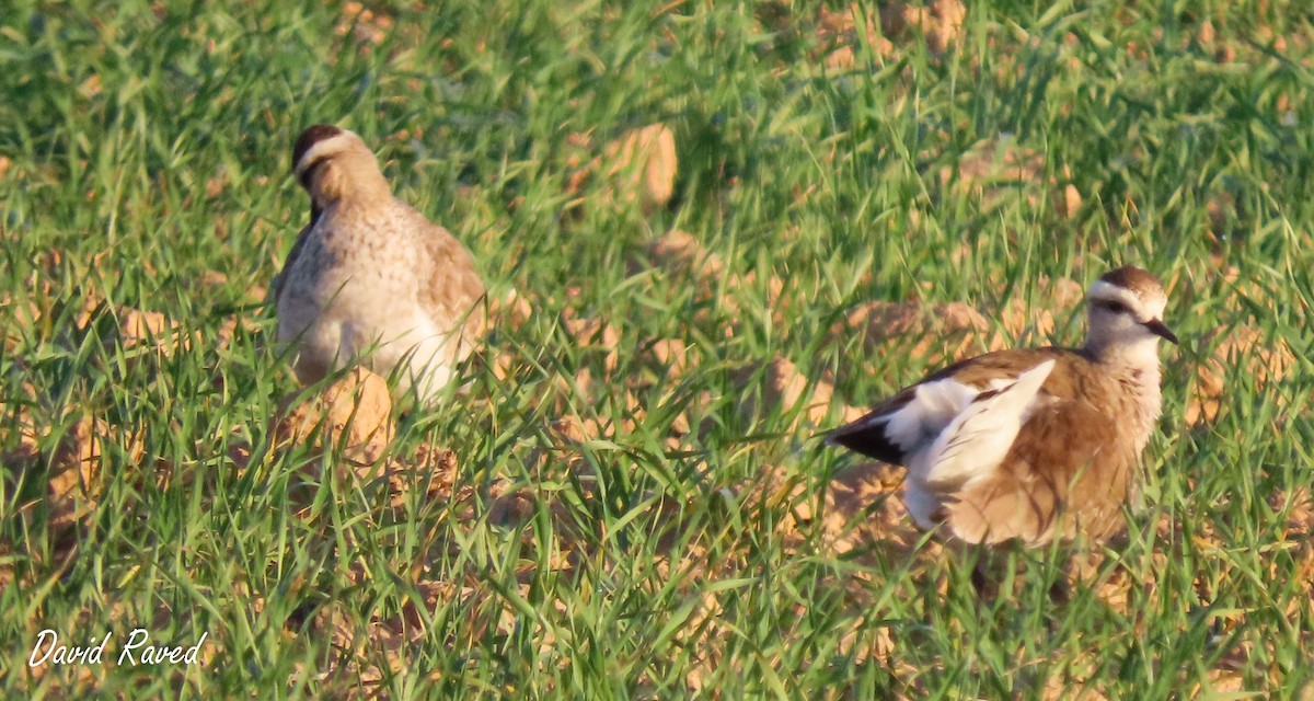 Sociable Lapwing - ML613711657