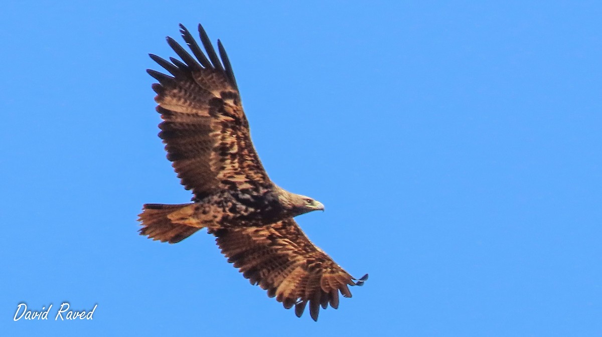 Imperial Eagle - David Raved