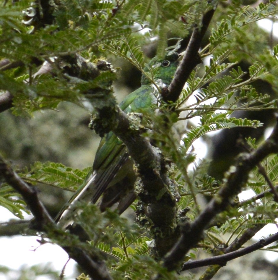 Klaas's Cuckoo - Bertina K