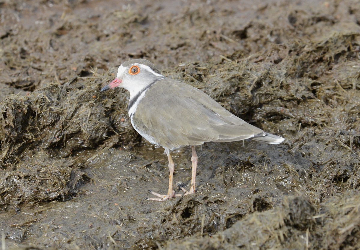 Three-banded Plover - Bertina K