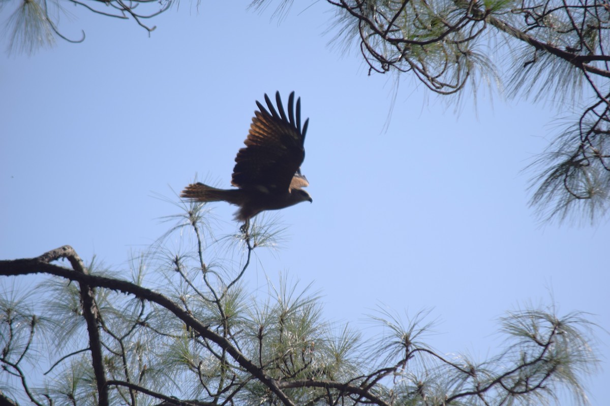 Black Kite - ML613711757