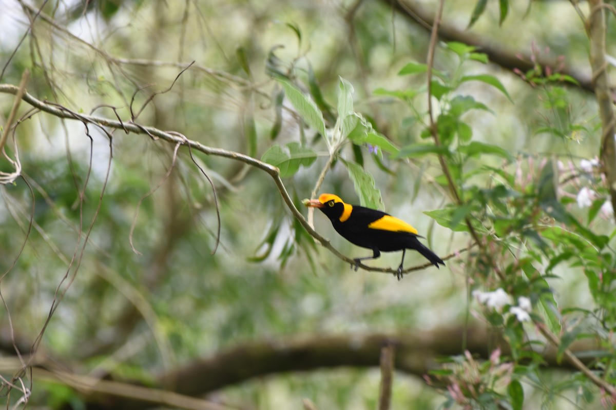 Regent Bowerbird - ML613711758