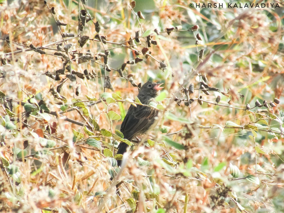 Crested Bunting - ML613711823