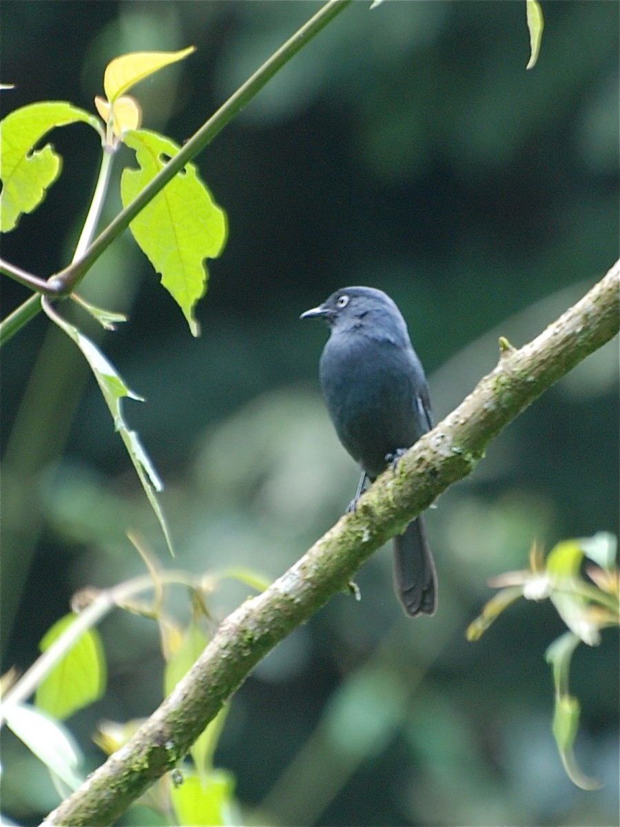 Yellow-eyed Black-Flycatcher - ML613711826