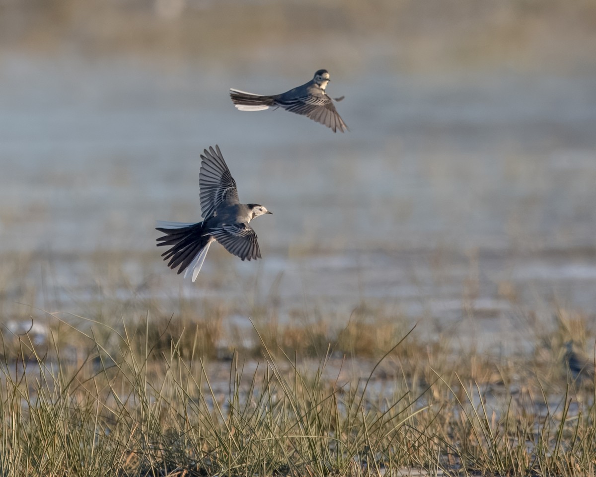 White Wagtail - Carsten Schwegmann